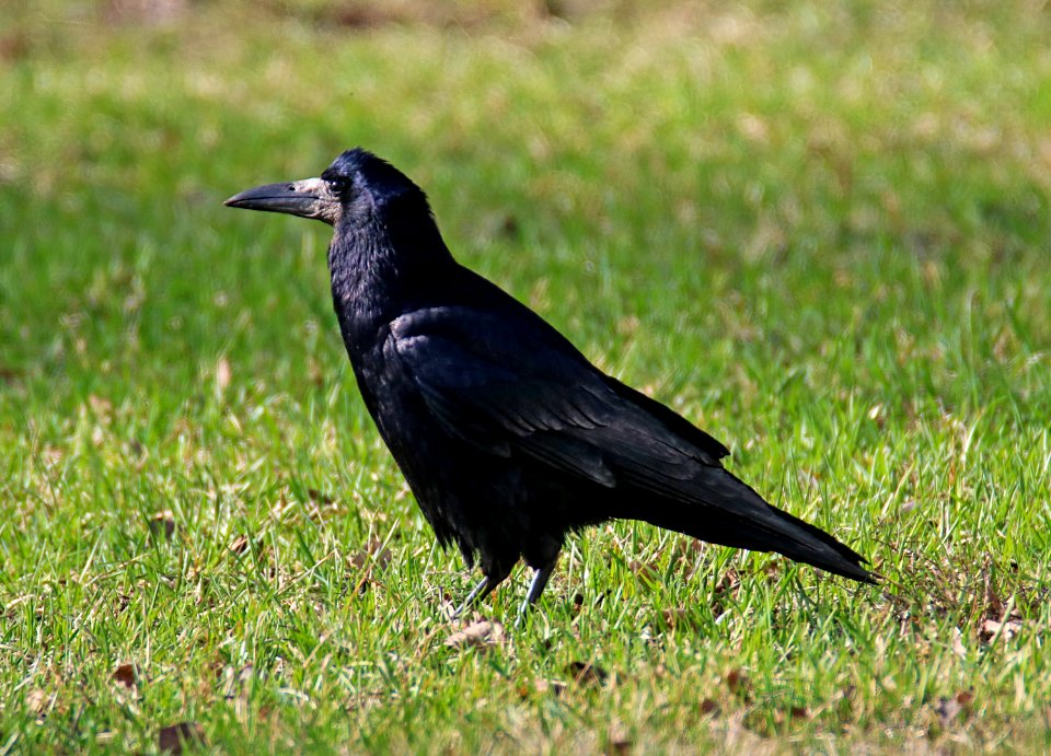 Corvus frugilegus Oulu Finland 2016-05-06