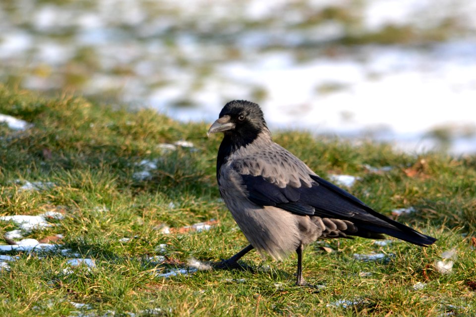 Corvus cornix Vienna