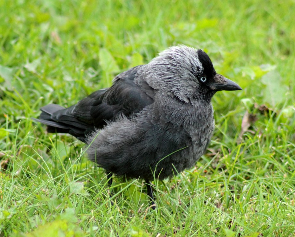 Corvus monedula Oulu 20140830