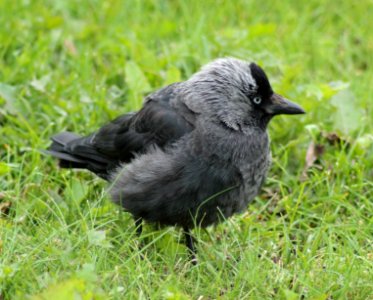 Corvus monedula Oulu 20140830