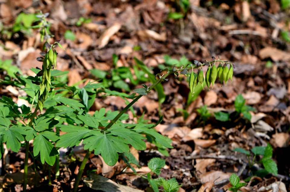 Corydalis cava fruchtend