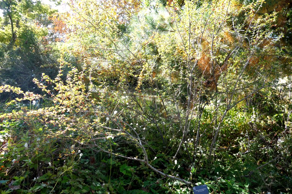 Cotoneaster dielsianus - Quarryhill Botanical Garden - DSC03764