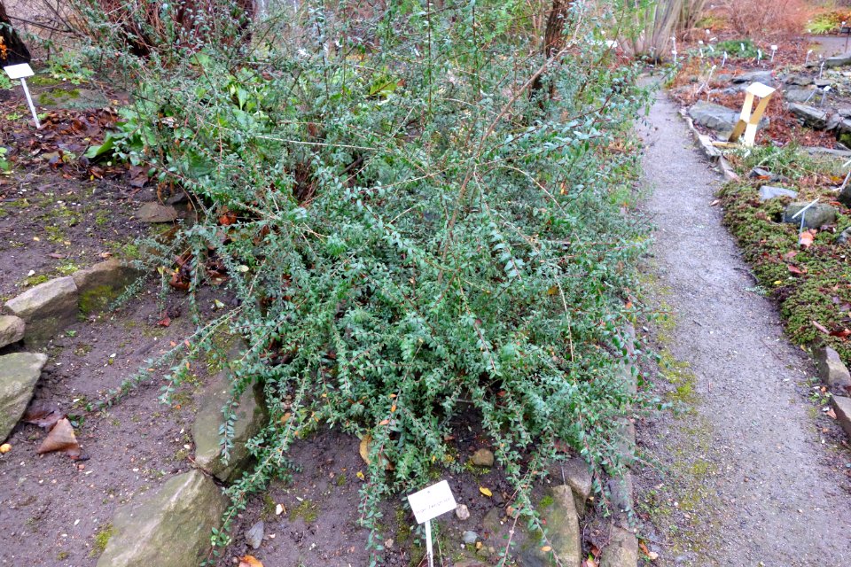 Cotoneaster conspicuus - Botanischer Garten, Dresden, Germany - DSC08951