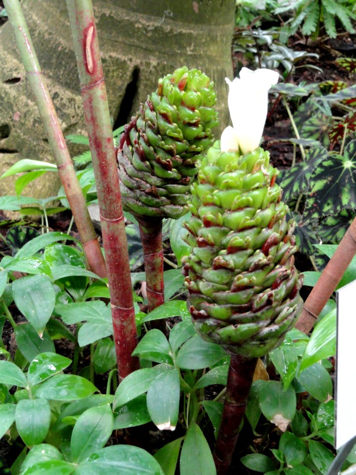 Costus curribi - Botanischer Garten Freiburg - DSC06305