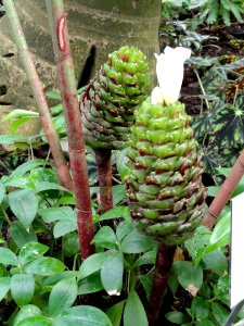 Costus curribi - Botanischer Garten Freiburg - DSC06305 photo