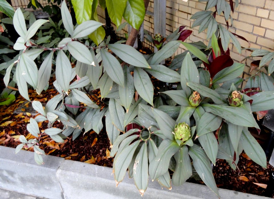 Costus erythrophyllus - United States Botanic Garden - DSC09577