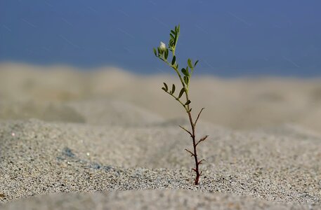Tree plantation landscape green