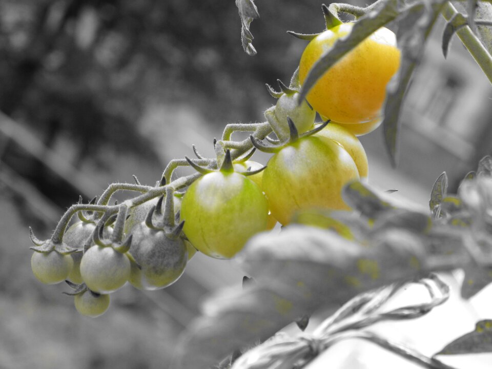 Vegetables cultivation plant