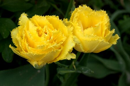 Flowers yellow supplies