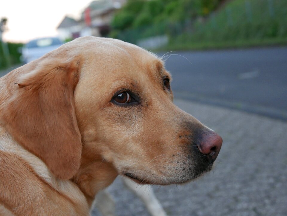 Pet animal portrait close up