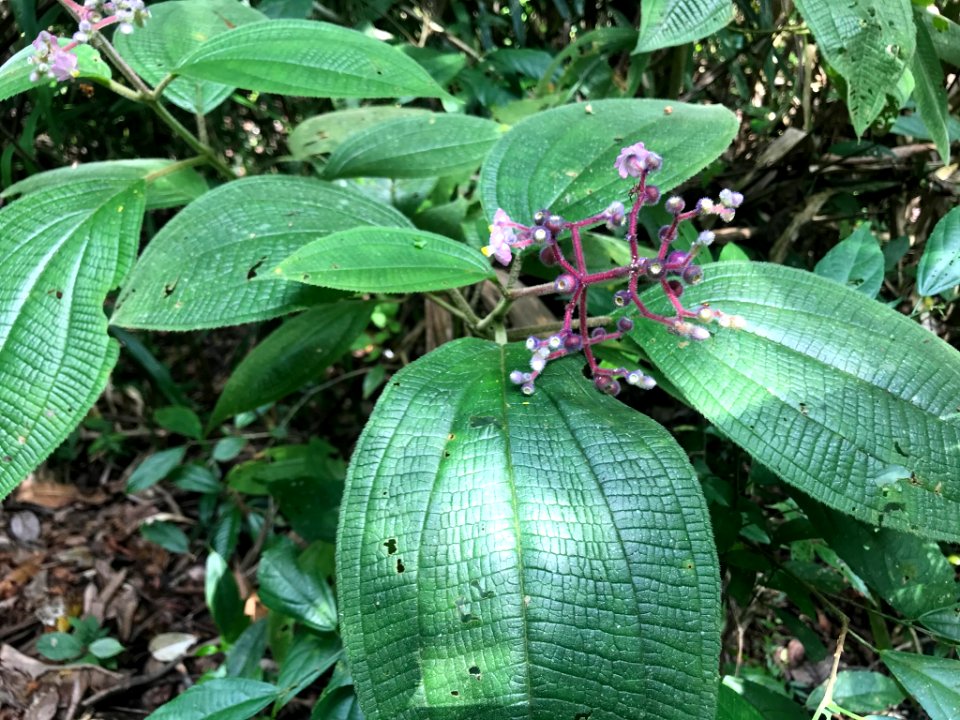 Conostegia speciosa