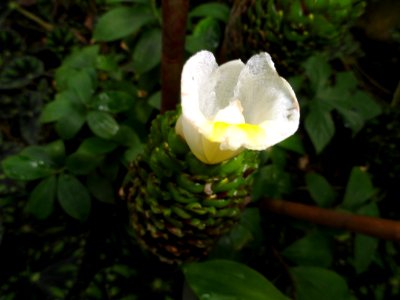 Costus curribi - Botanischer Garten Freiburg - DSC06307