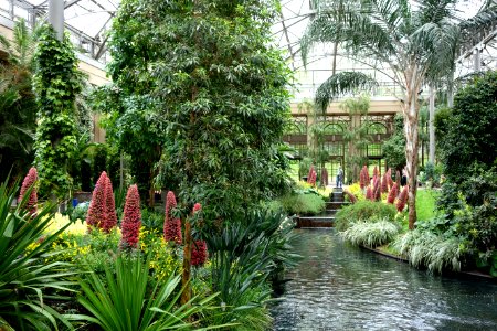 Conservatory - Longwood Gardens - DSC01072