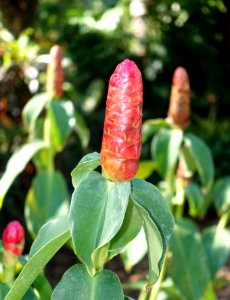Costus woodsonii - Naples Botanical Garden - Naples, Florida - DSC00095
