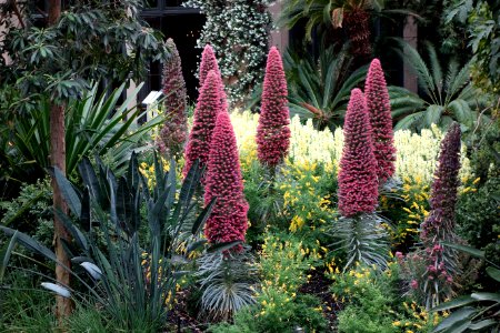 Conservatory - Longwood Gardens - DSC01068