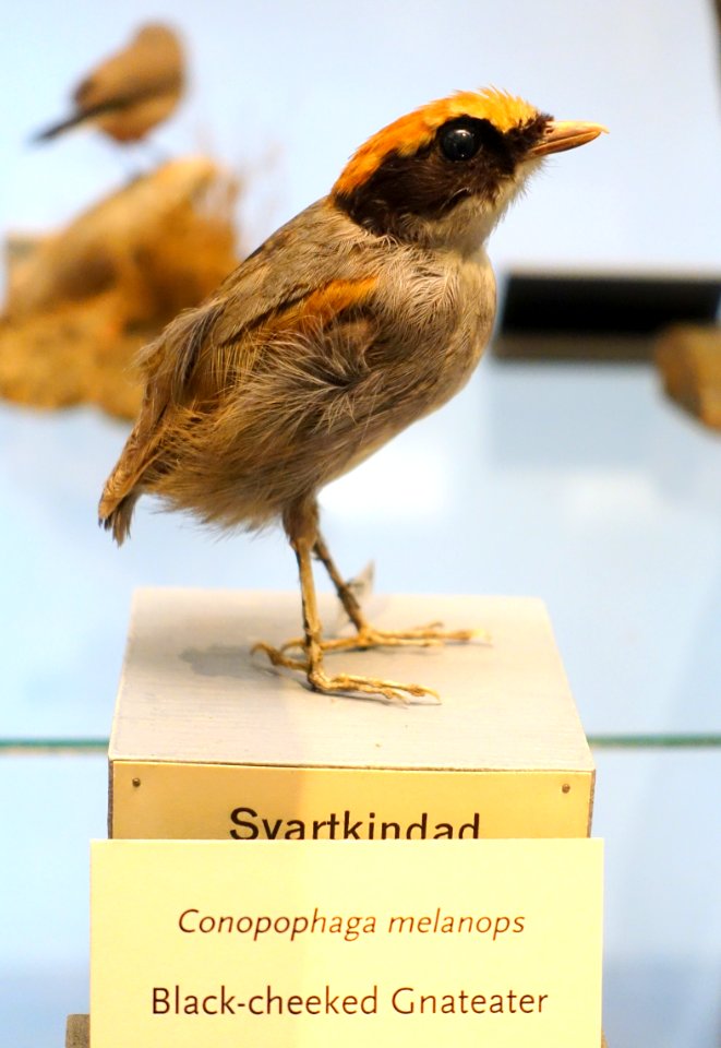 Conopophaga melanops - Swedish Museum of Natural History - Stockholm, Sweden - DSC00645