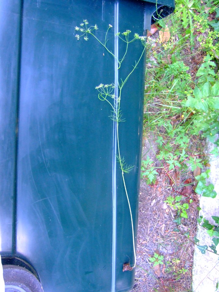 Conopodium majus 2
