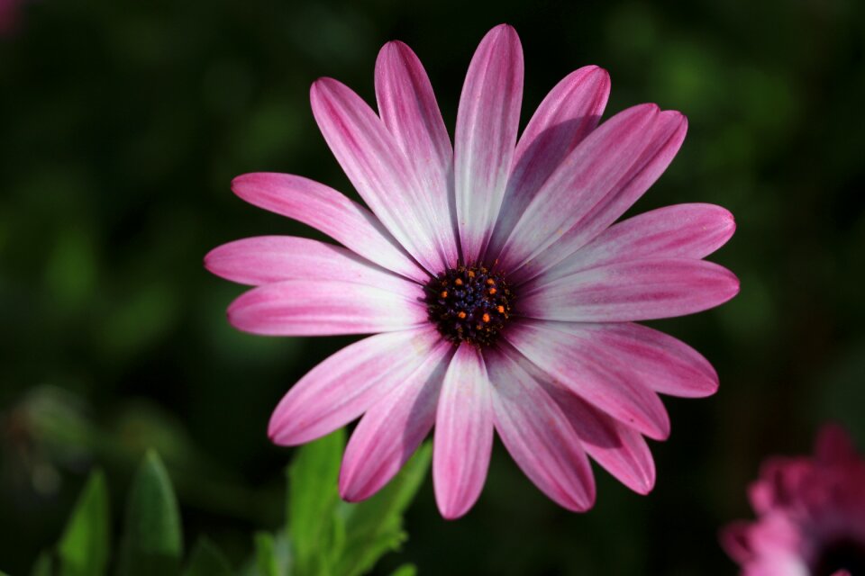 Plant nature flowers