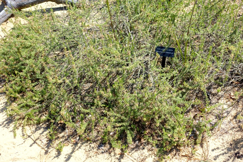 Conradina canescens (Conradina brevifolia) - Bok Tower Gardens - DSC02200