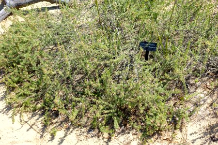 Conradina canescens (Conradina brevifolia) - Bok Tower Gardens - DSC02200