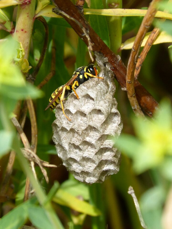Architecture animal nest natural architecture