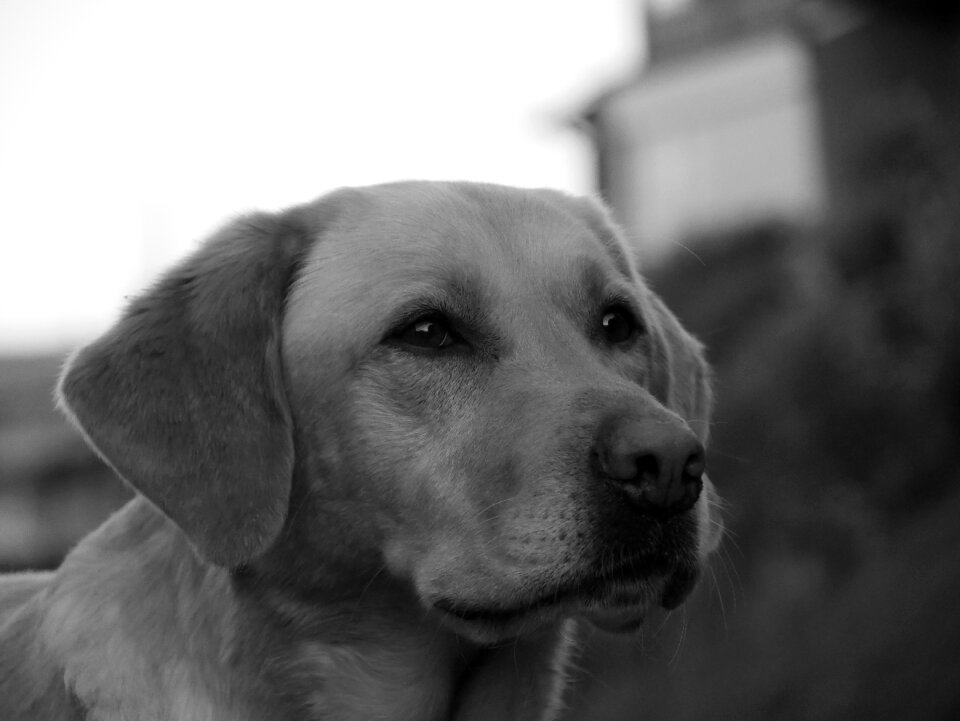 Animal black and white portrait