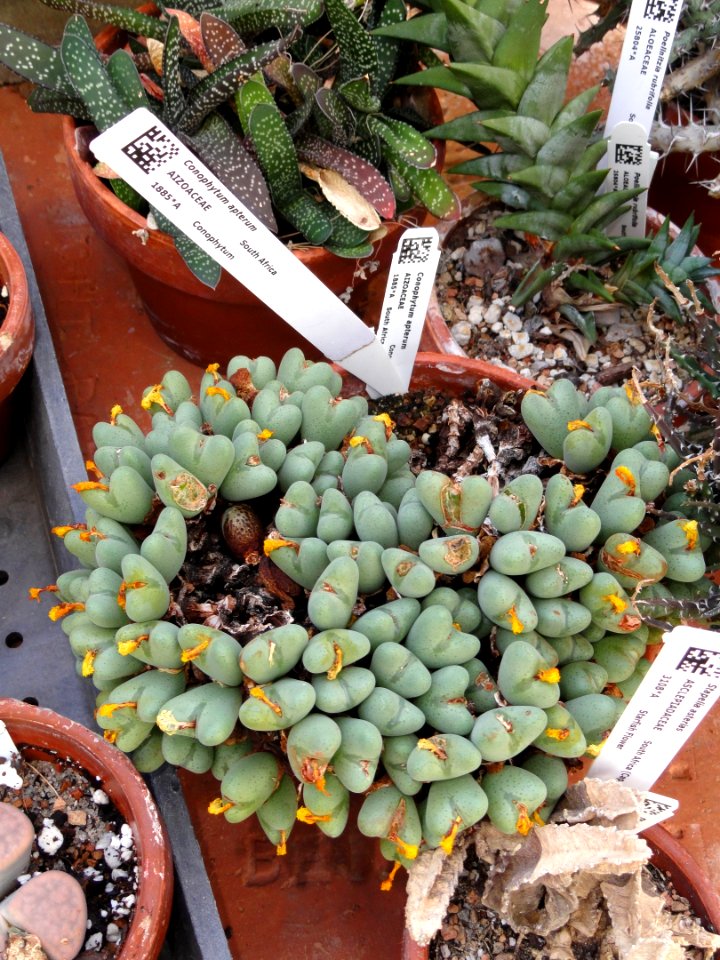 Conophytum apterum - Lyman Plant House, Smith College - DSC04314