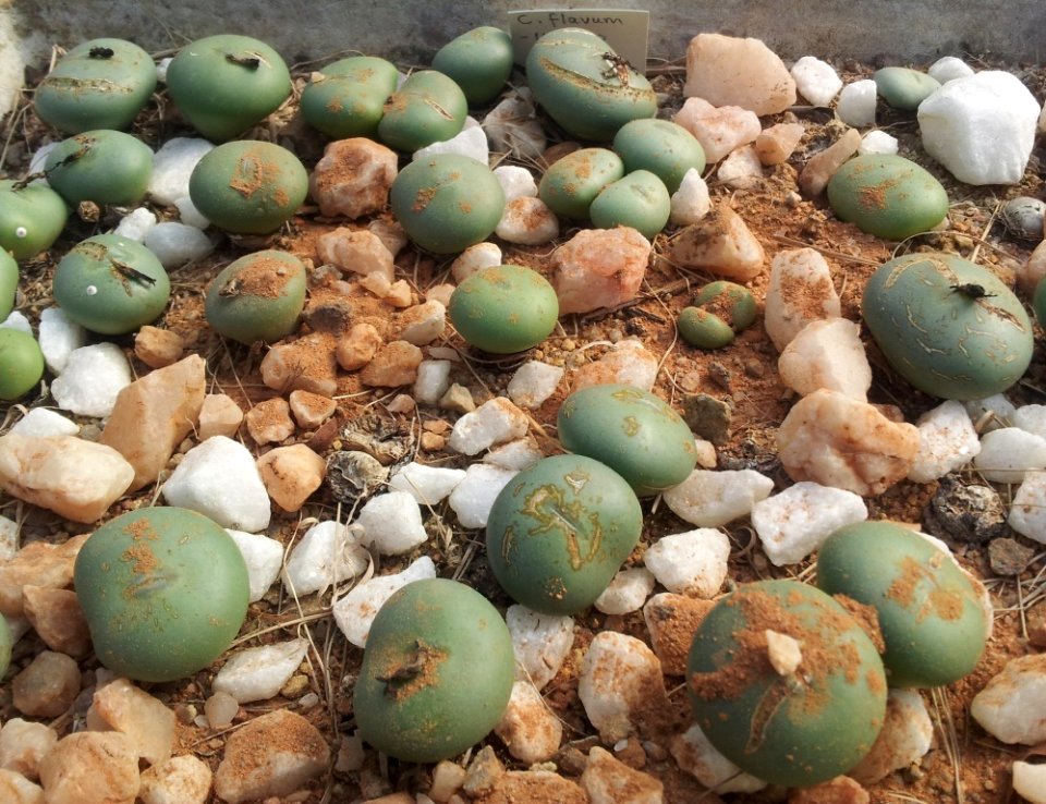 Conophytum flavum in cultivation - CT