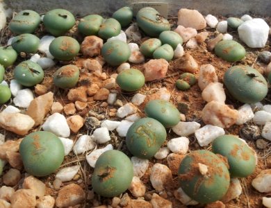 Conophytum flavum in cultivation - CT