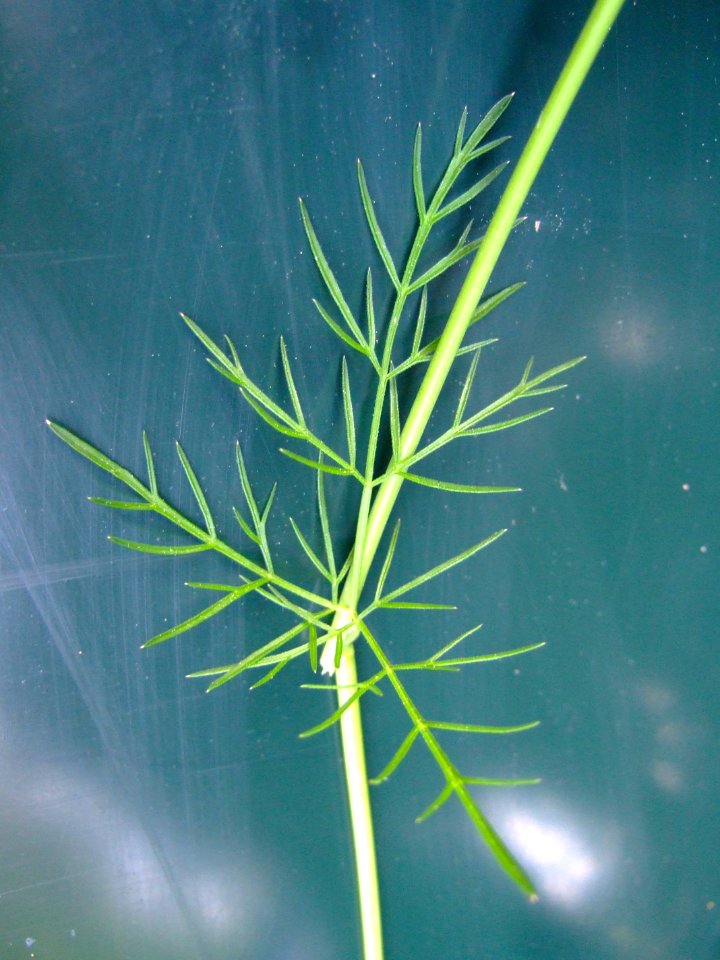 Conopodium majus5