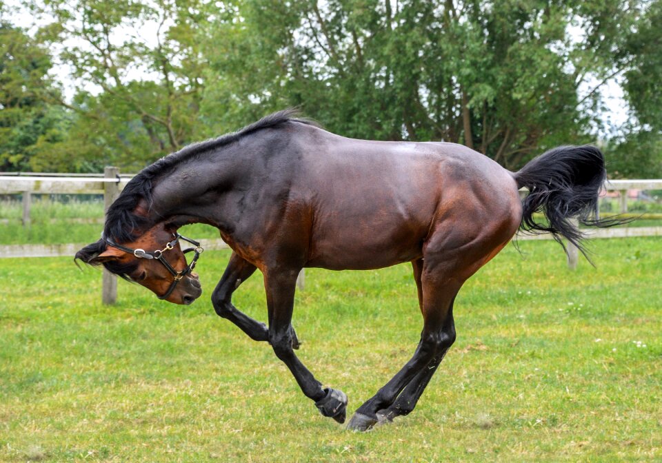 Horse grass play