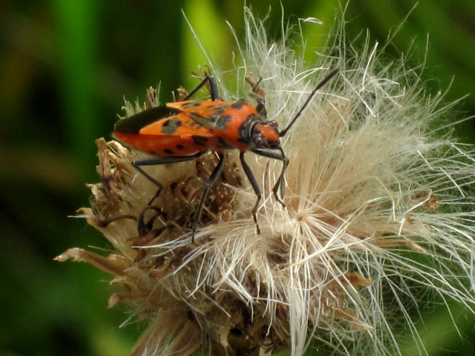 Corizus hyoscyami (Rhopalid Bug), Arnhem, the Netherlands