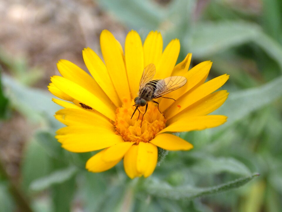 Daisy flower false wasp