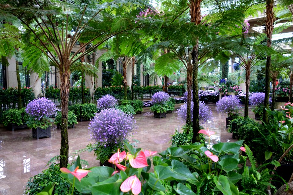 Conservatory - Longwood Gardens - DSC01089