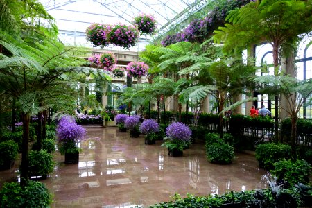 Conservatory - Longwood Gardens - DSC01087