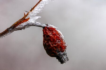 Macro frost plant photo