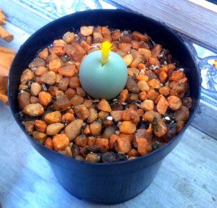Conophytum calculus - Namaqualand - South Africa 4