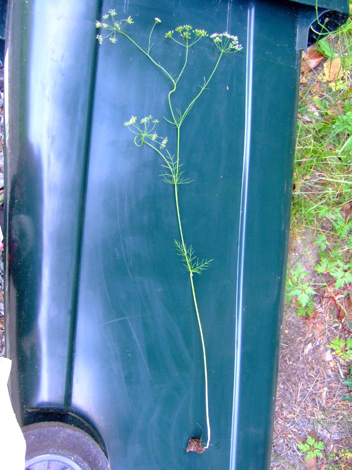 Conopodium majus 3