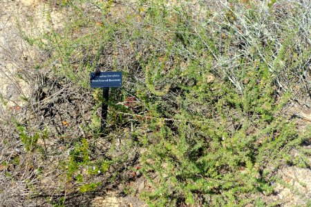 Conradina canescens (Conradina brevifolia) - Bok Tower Gardens - DSC02117
