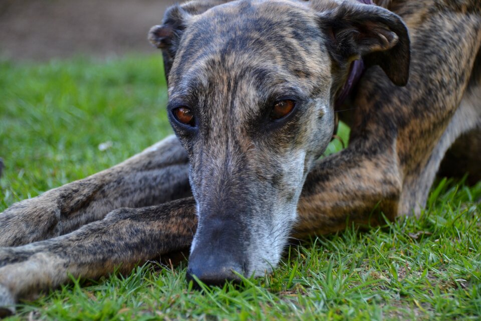 Galgo español portrait
