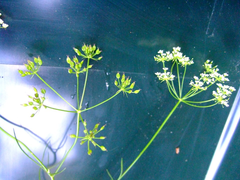 Conopodium majus4