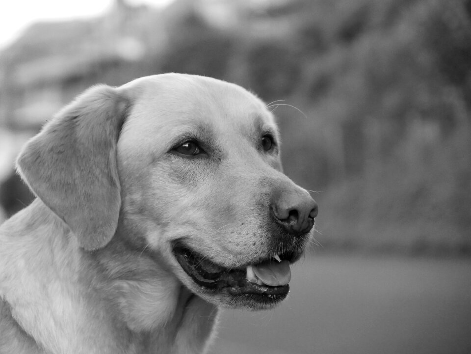 Pet photography close up dog snout