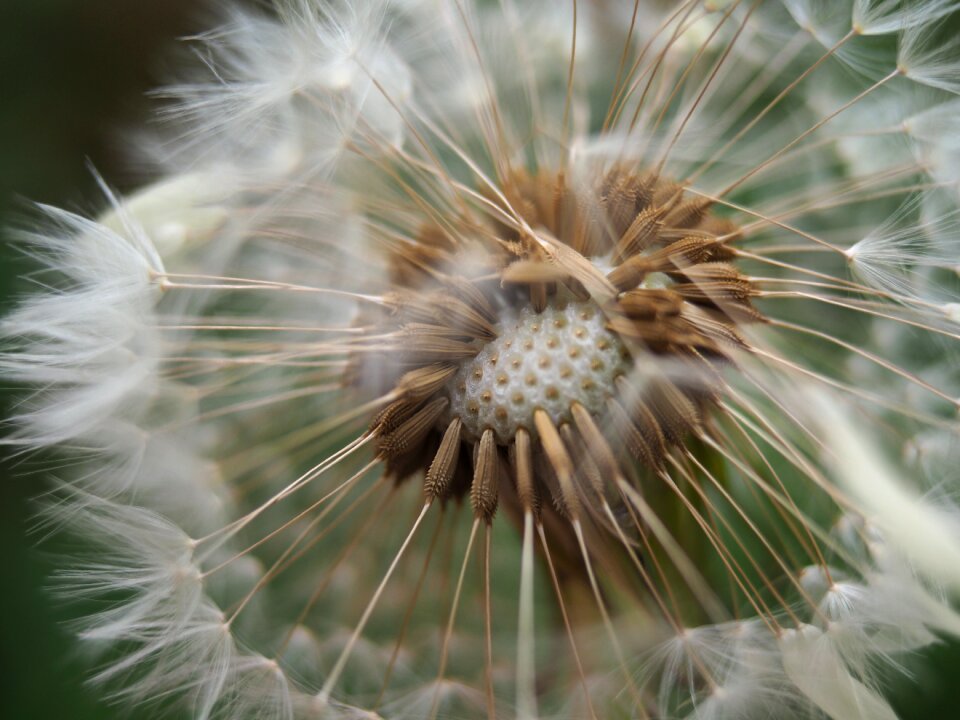 Seeds macro white