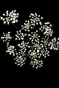 Green white background