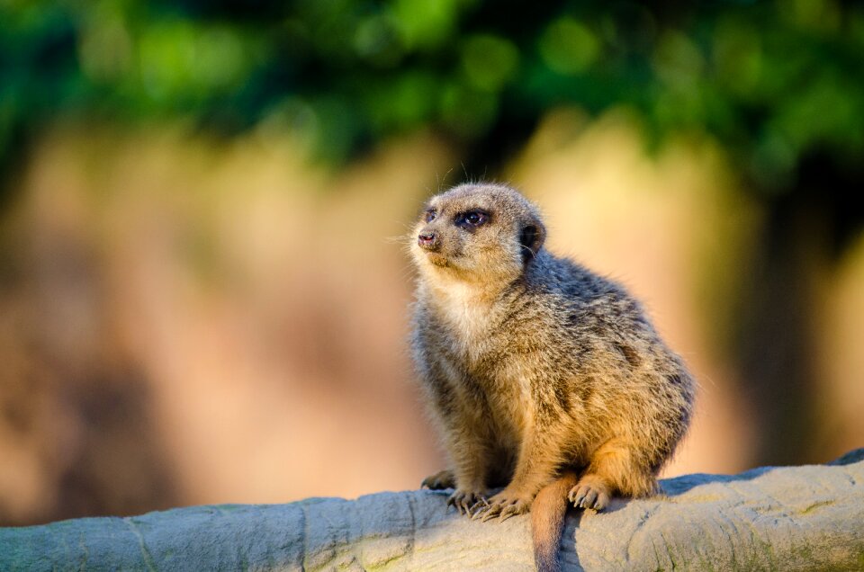 Sentinel desert family herpestidae mongoose