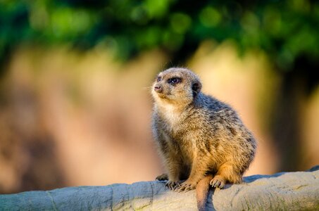 Sentinel desert family herpestidae mongoose photo