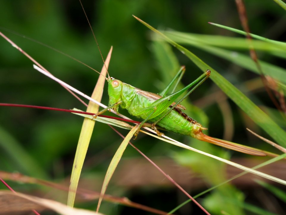 Conocephalus brevipennis 99882036