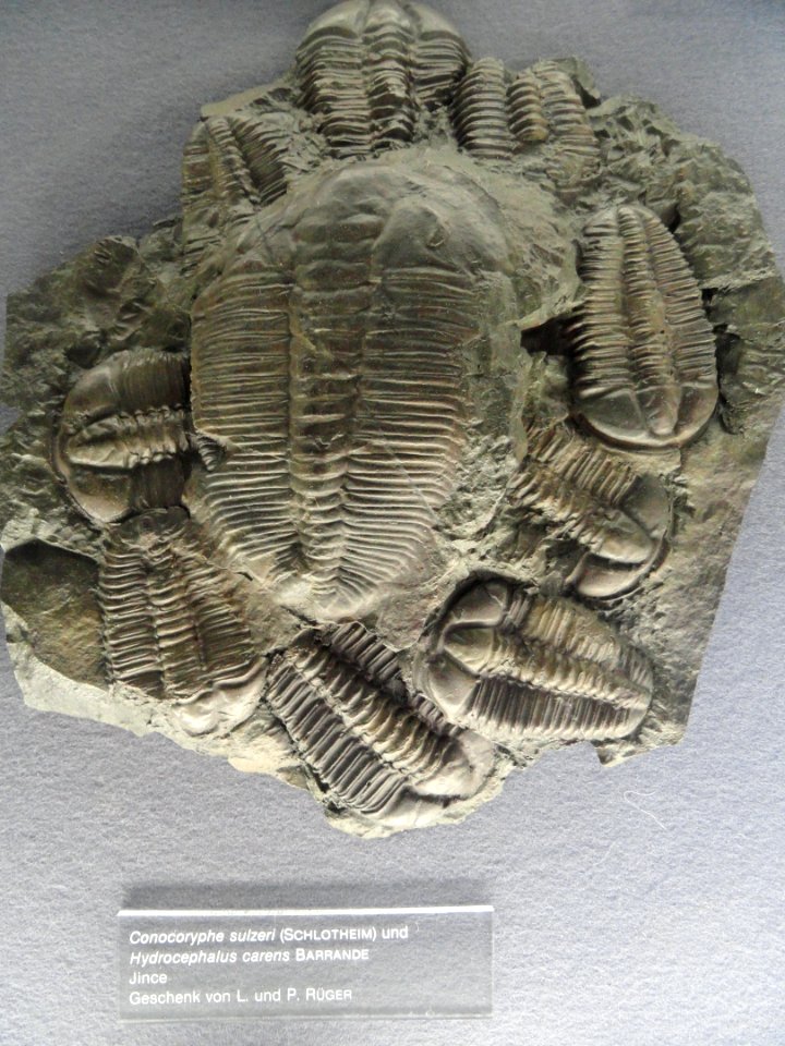 Conocoryphe sulzeri & Hydrocephalus carens - Naturmuseum Senckenberg - DSC02242
