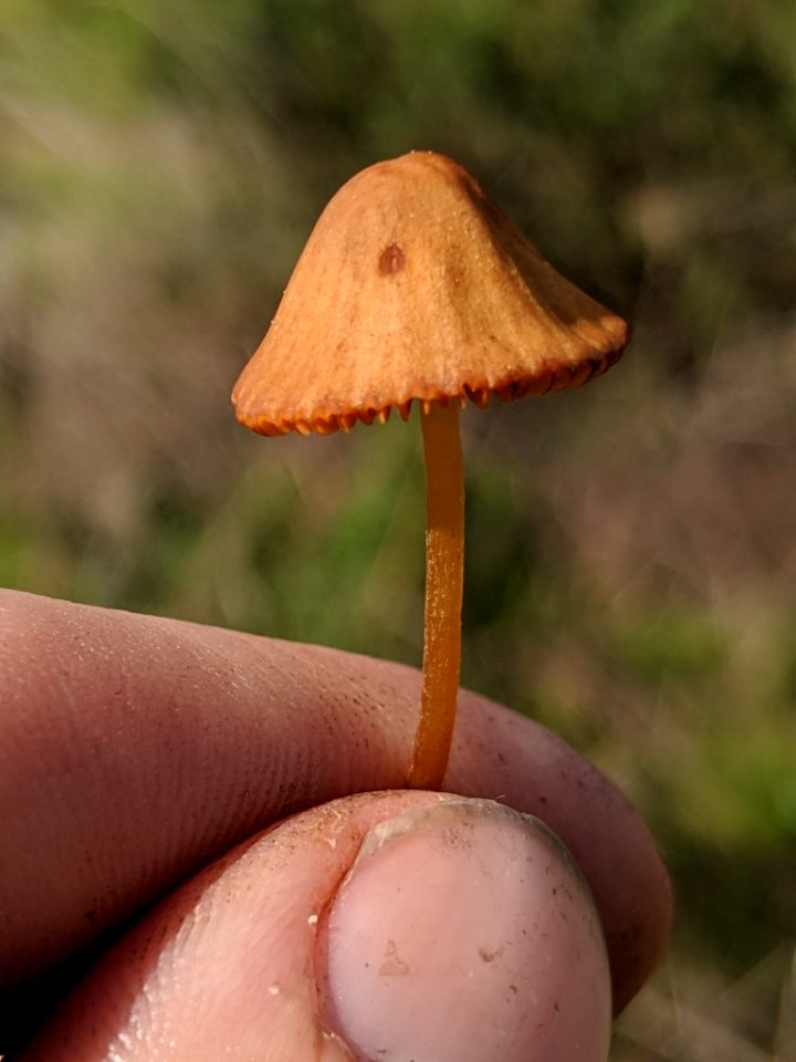 Conocybe tenera 32549507