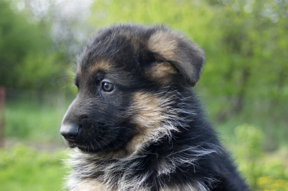 Cute animal dog
